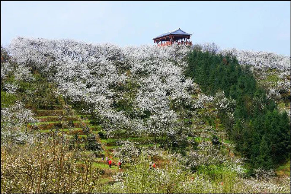 【春天，广西桂林灌阳县向您发出邀请！】我们在灌阳看梨花 - 游山玩水 - 昭通生活社区 - 昭通28生活网 zt.28life.net
