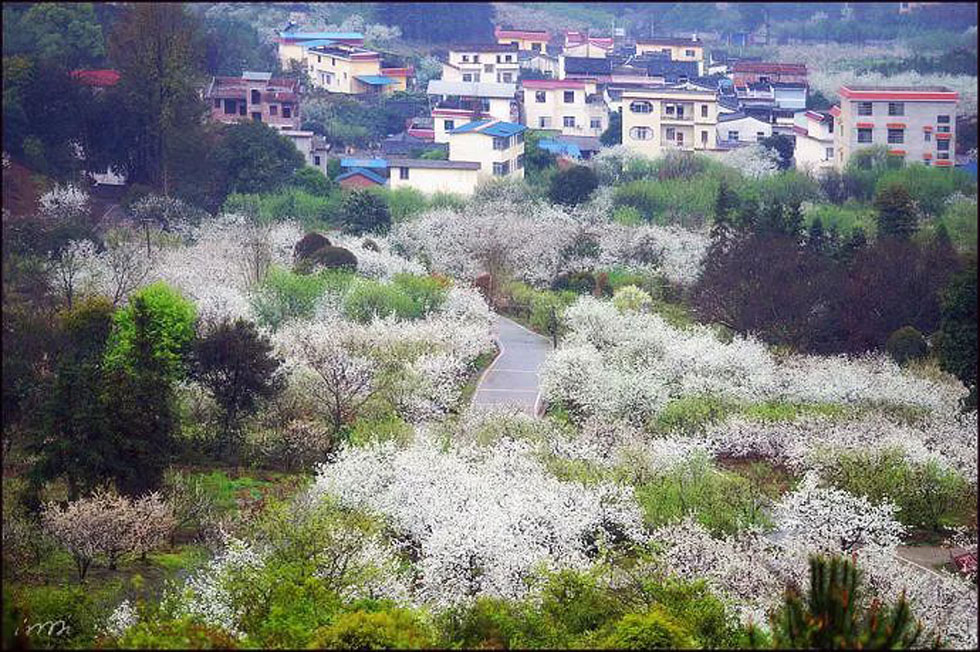 【春天，广西桂林灌阳县向您发出邀请！】我们在灌阳看梨花 - 游山玩水 - 昭通生活社区 - 昭通28生活网 zt.28life.net