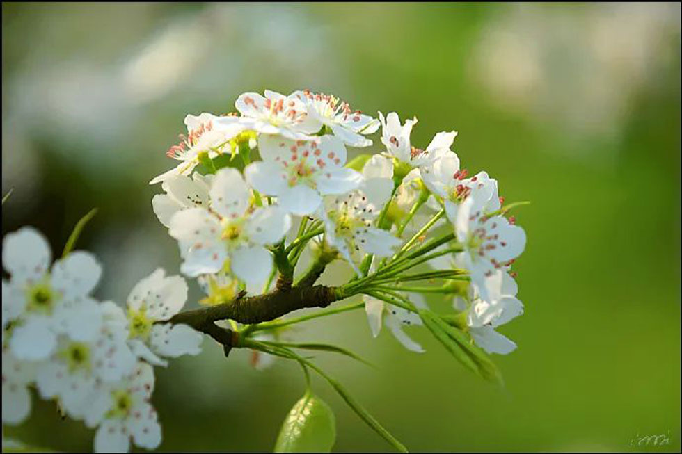 【春天，广西桂林灌阳县向您发出邀请！】我们在灌阳看梨花 - 游山玩水 - 昭通生活社区 - 昭通28生活网 zt.28life.net