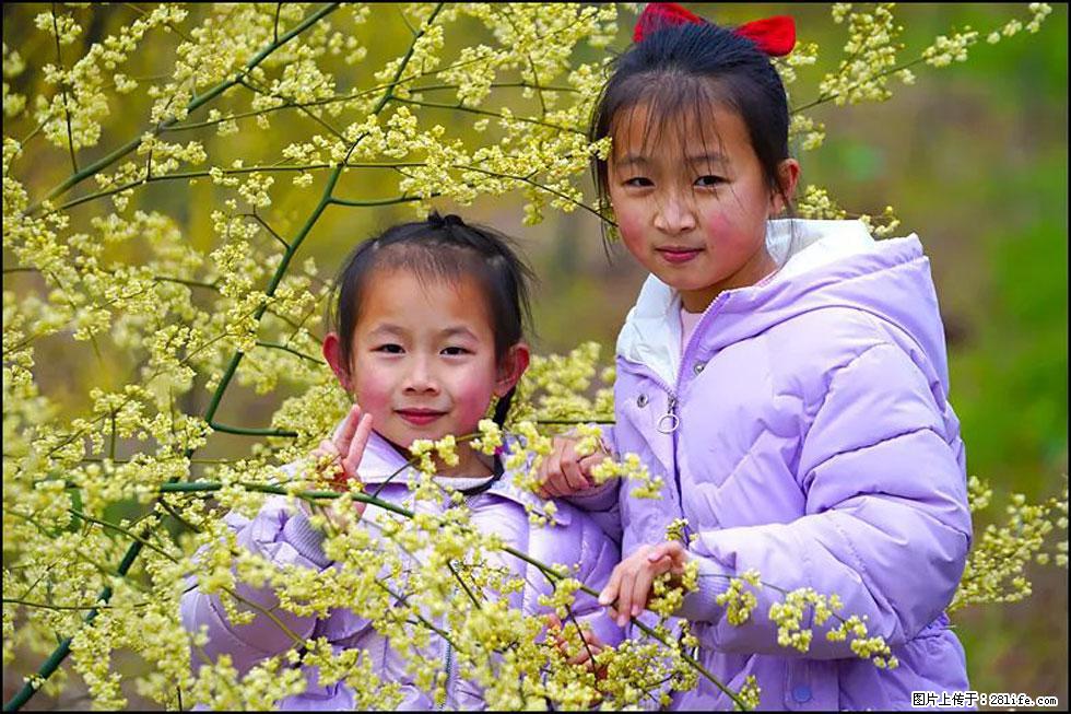 【春天，广西桂林灌阳县向您发出邀请！】米珠山前有片山苍子花在飘香 - 游山玩水 - 昭通生活社区 - 昭通28生活网 zt.28life.net