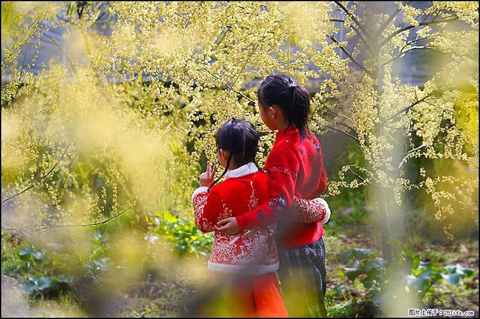 【春天，广西桂林灌阳县向您发出邀请！】米珠山前有片山苍子花在飘香 - 游山玩水 - 昭通生活社区 - 昭通28生活网 zt.28life.net