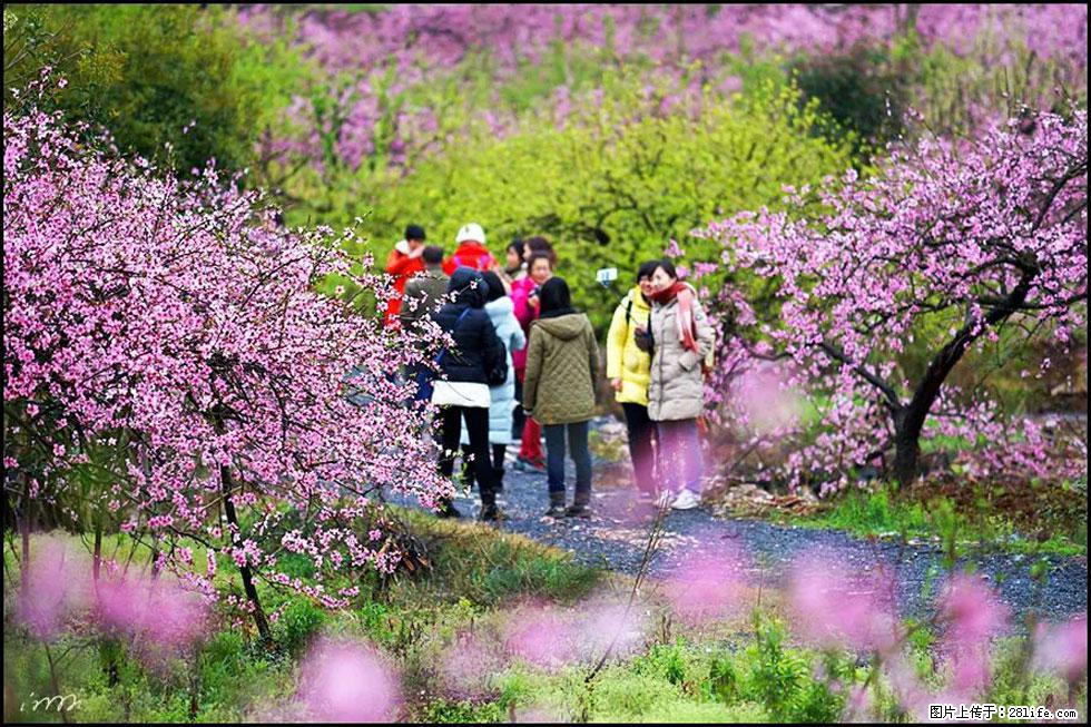 【春天,广西桂林灌阳县向您发出邀请!】官庄村有个醉美的桃花园 - 游山玩水 - 昭通生活社区 - 昭通28生活网 zt.28life.net