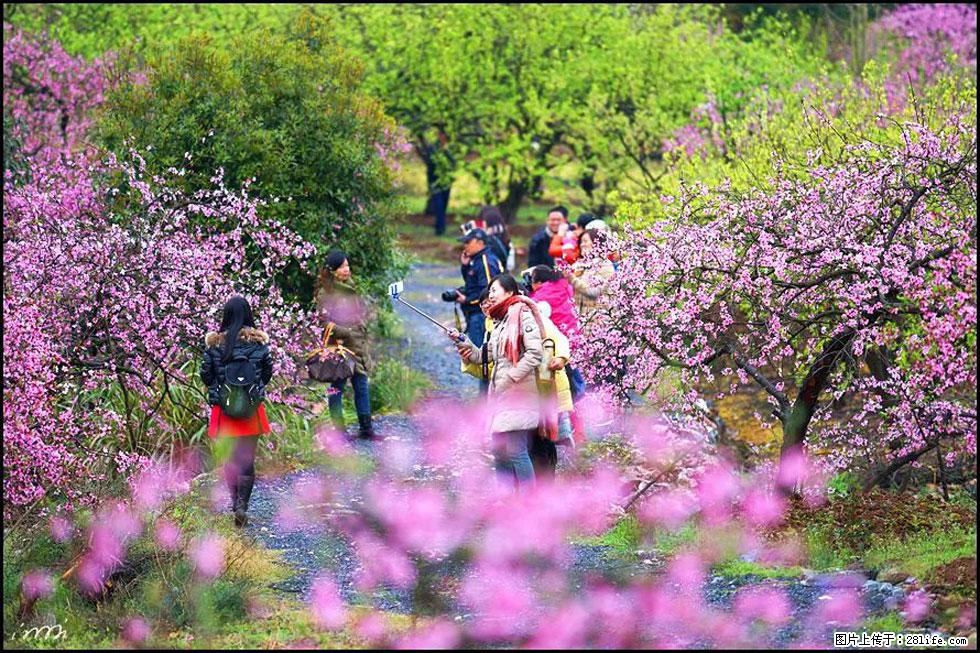 【春天,广西桂林灌阳县向您发出邀请!】官庄村有个醉美的桃花园 - 游山玩水 - 昭通生活社区 - 昭通28生活网 zt.28life.net