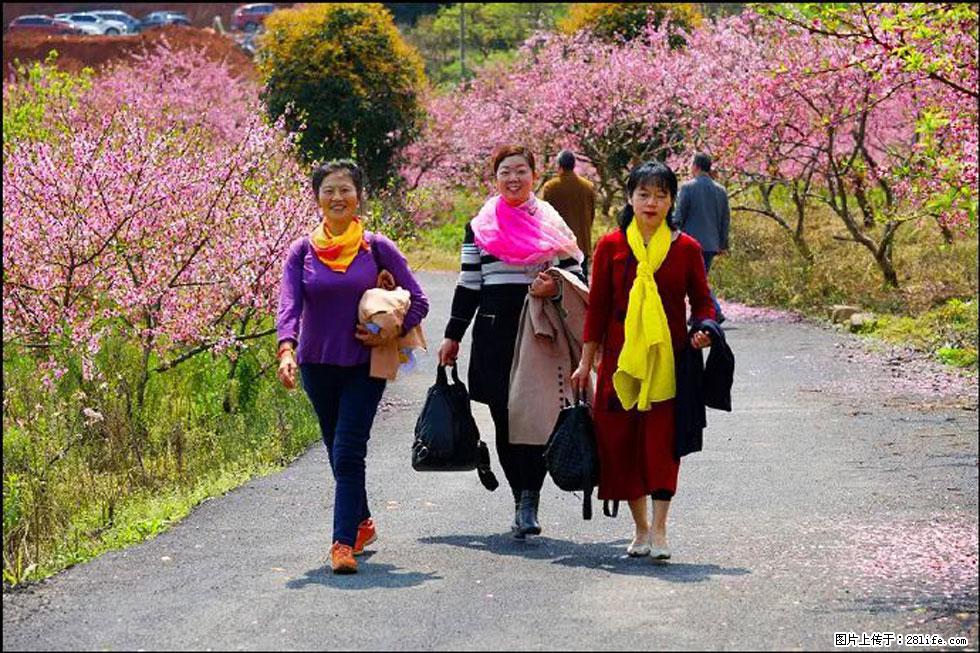 【春天,广西桂林灌阳县向您发出邀请!】官庄村有个醉美的桃花园 - 游山玩水 - 昭通生活社区 - 昭通28生活网 zt.28life.net