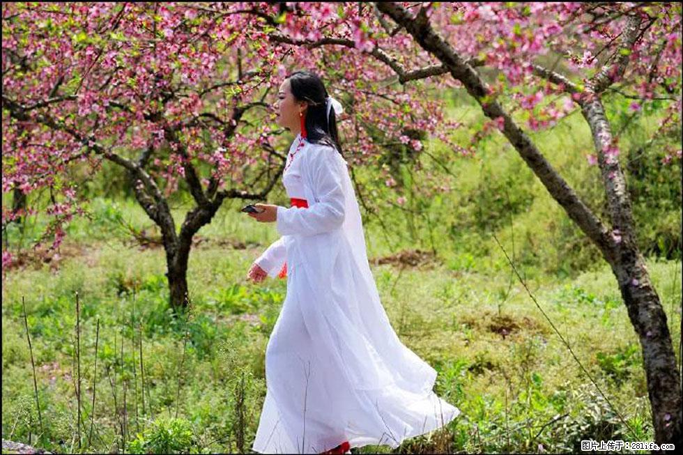 【春天,广西桂林灌阳县向您发出邀请!】官庄村有个醉美的桃花园 - 游山玩水 - 昭通生活社区 - 昭通28生活网 zt.28life.net