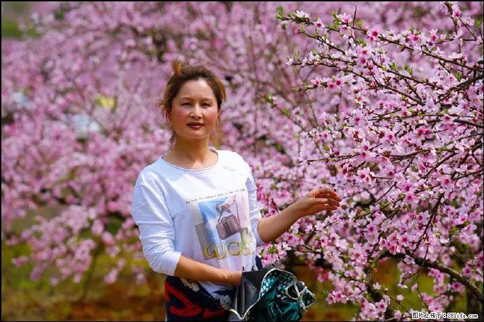 【春天,广西桂林灌阳县向您发出邀请!】官庄村有个醉美的桃花园 - 游山玩水 - 昭通生活社区 - 昭通28生活网 zt.28life.net