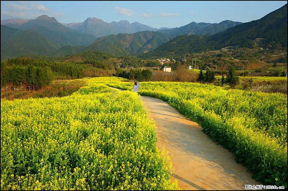 【春天，广西桂林灌阳县向您发出邀请！】长坪村油菜盛情花开 - 游山玩水 - 昭通生活社区 - 昭通28生活网 zt.28life.net
