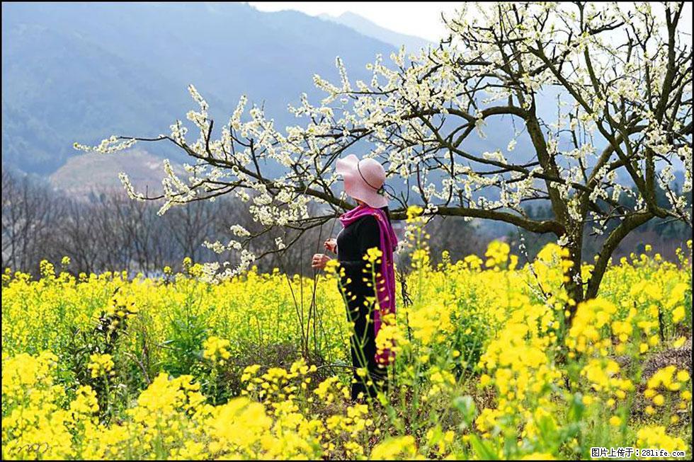 【春天，广西桂林灌阳县向您发出邀请！】长坪村油菜盛情花开 - 游山玩水 - 昭通生活社区 - 昭通28生活网 zt.28life.net