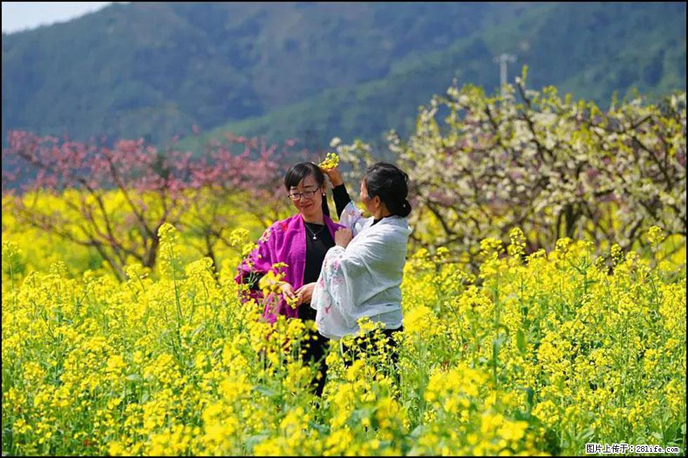【春天，广西桂林灌阳县向您发出邀请！】长坪村油菜盛情花开 - 游山玩水 - 昭通生活社区 - 昭通28生活网 zt.28life.net