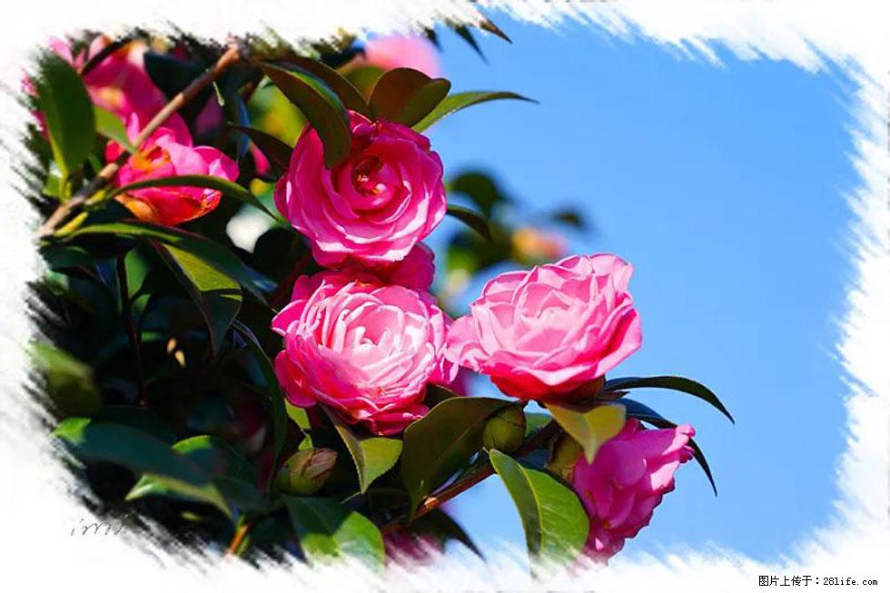 【春天，广西桂林灌阳县向您发出邀请！】杨柳井茶花惹人爱 - 游山玩水 - 昭通生活社区 - 昭通28生活网 zt.28life.net