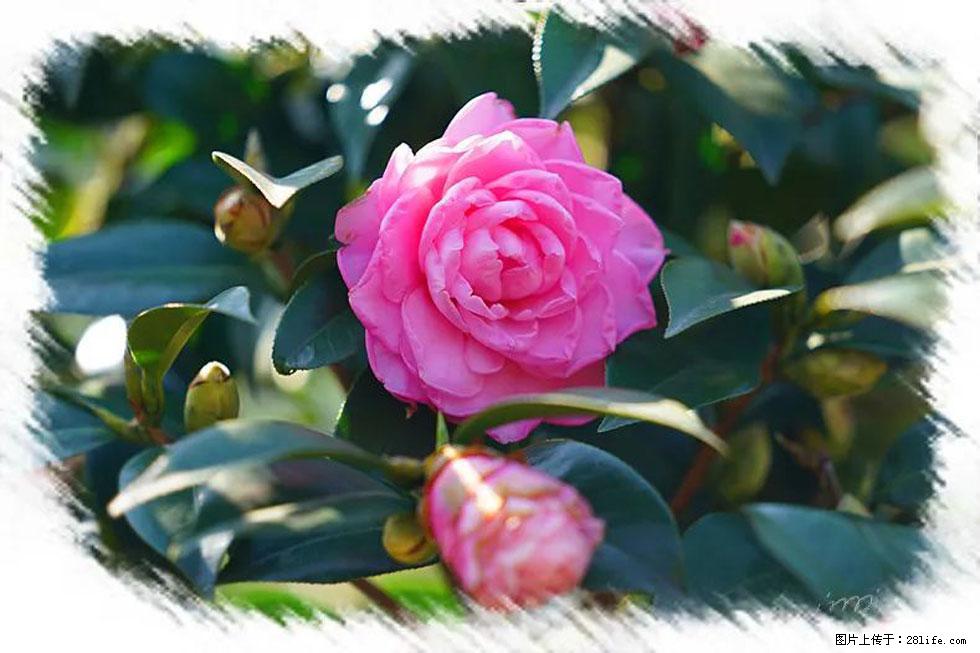【春天，广西桂林灌阳县向您发出邀请！】杨柳井茶花惹人爱 - 游山玩水 - 昭通生活社区 - 昭通28生活网 zt.28life.net