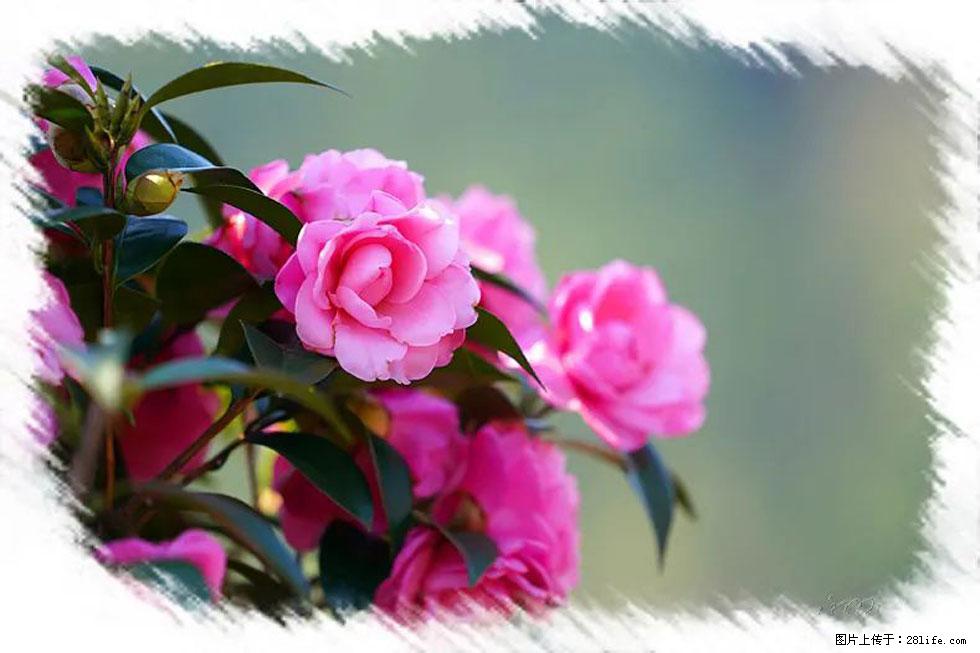 【春天，广西桂林灌阳县向您发出邀请！】杨柳井茶花惹人爱 - 游山玩水 - 昭通生活社区 - 昭通28生活网 zt.28life.net