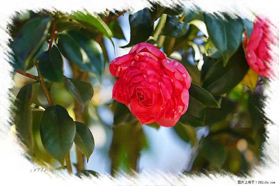 【春天，广西桂林灌阳县向您发出邀请！】杨柳井茶花惹人爱 - 游山玩水 - 昭通生活社区 - 昭通28生活网 zt.28life.net