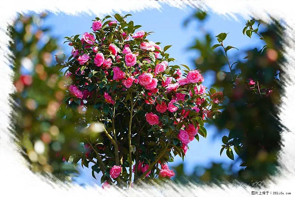 【春天，广西桂林灌阳县向您发出邀请！】杨柳井茶花惹人爱 - 游山玩水 - 昭通生活社区 - 昭通28生活网 zt.28life.net