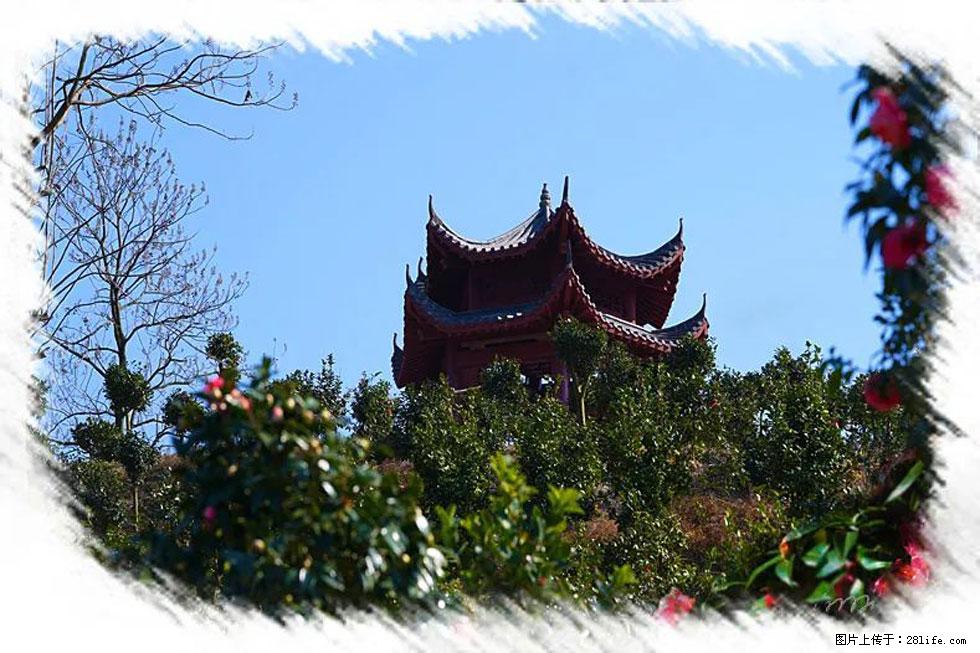 【春天，广西桂林灌阳县向您发出邀请！】杨柳井茶花惹人爱 - 游山玩水 - 昭通生活社区 - 昭通28生活网 zt.28life.net