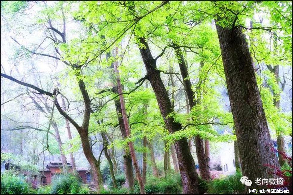 【春天，广西桂林灌阳县向您发出邀请！】在小龙村与春天约会 - 游山玩水 - 昭通生活社区 - 昭通28生活网 zt.28life.net