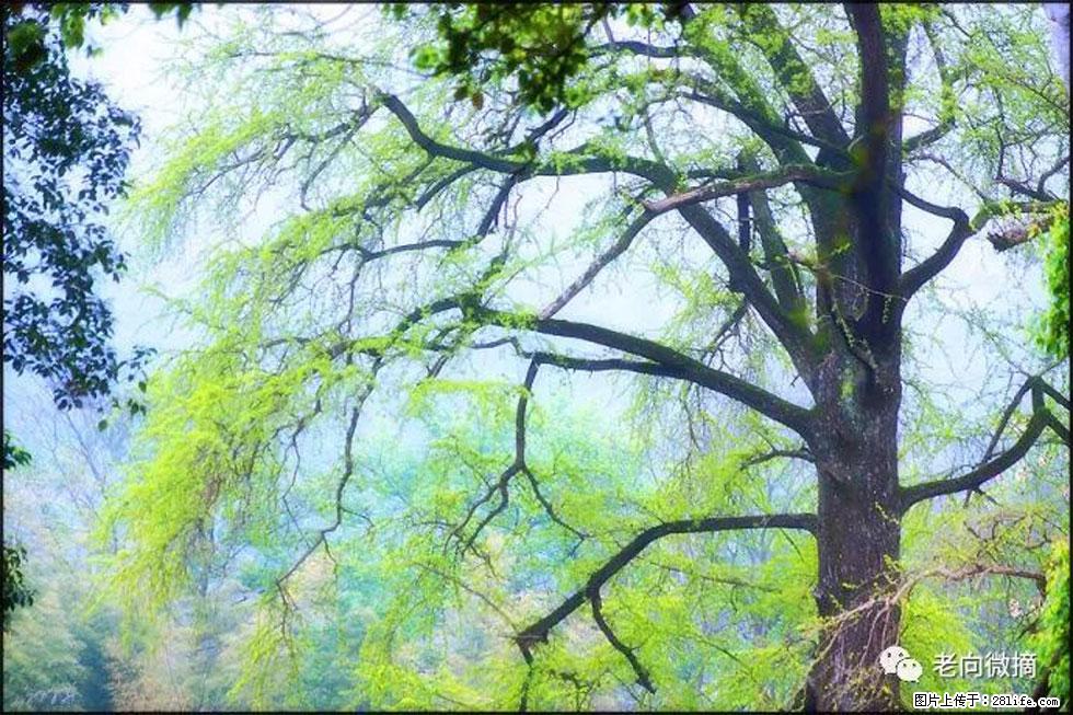 【春天，广西桂林灌阳县向您发出邀请！】在小龙村与春天约会 - 游山玩水 - 昭通生活社区 - 昭通28生活网 zt.28life.net