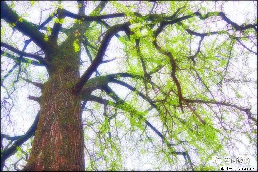 【春天，广西桂林灌阳县向您发出邀请！】在小龙村与春天约会 - 游山玩水 - 昭通生活社区 - 昭通28生活网 zt.28life.net