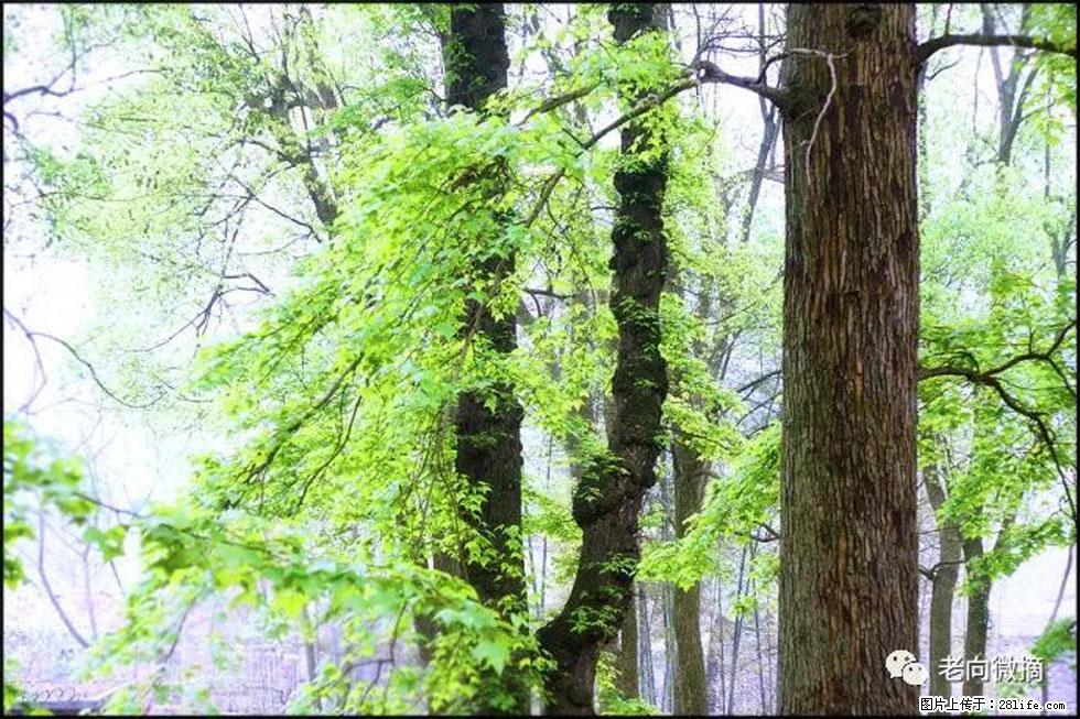 【春天，广西桂林灌阳县向您发出邀请！】在小龙村与春天约会 - 游山玩水 - 昭通生活社区 - 昭通28生活网 zt.28life.net