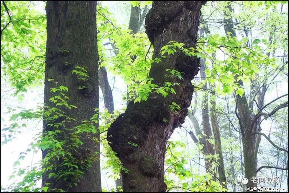 【春天，广西桂林灌阳县向您发出邀请！】在小龙村与春天约会 - 游山玩水 - 昭通生活社区 - 昭通28生活网 zt.28life.net
