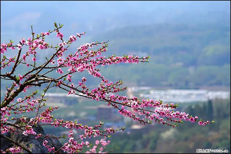 【春天,广西桂林灌阳县向您发出邀请!】望月岭上桃花开 - 游山玩水 - 昭通生活社区 - 昭通28生活网 zt.28life.net