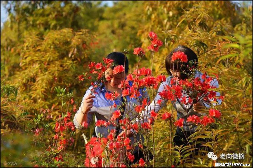 【春天,广西桂林灌阳县向您发出邀请!】登麒麟山,相约映山红 - 游山玩水 - 昭通生活社区 - 昭通28生活网 zt.28life.net