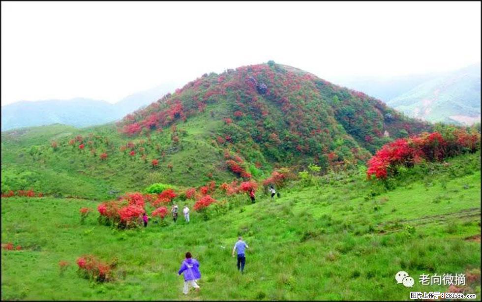 【春天，广西桂林灌阳县向您发出邀请！】宝盖山上映山红 - 游山玩水 - 昭通生活社区 - 昭通28生活网 zt.28life.net