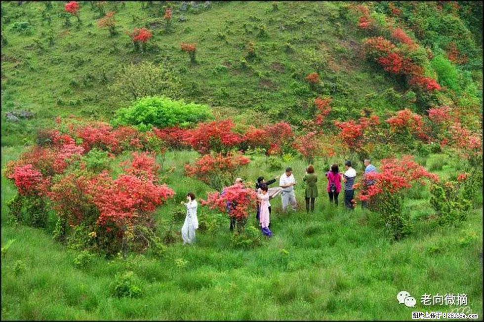 【春天，广西桂林灌阳县向您发出邀请！】宝盖山上映山红 - 游山玩水 - 昭通生活社区 - 昭通28生活网 zt.28life.net