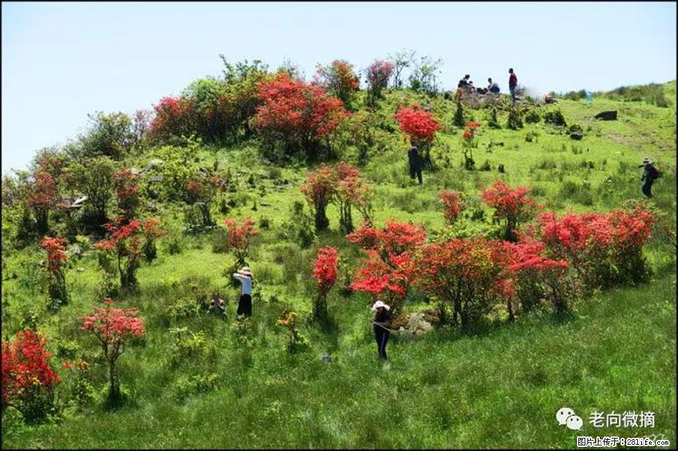 【春天，广西桂林灌阳县向您发出邀请！】宝盖山上映山红 - 游山玩水 - 昭通生活社区 - 昭通28生活网 zt.28life.net