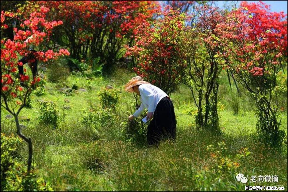 【春天，广西桂林灌阳县向您发出邀请！】宝盖山上映山红 - 游山玩水 - 昭通生活社区 - 昭通28生活网 zt.28life.net