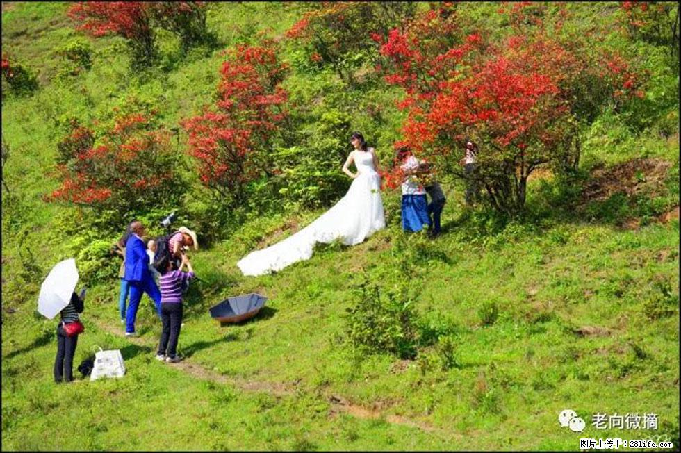 【春天，广西桂林灌阳县向您发出邀请！】宝盖山上映山红 - 游山玩水 - 昭通生活社区 - 昭通28生活网 zt.28life.net