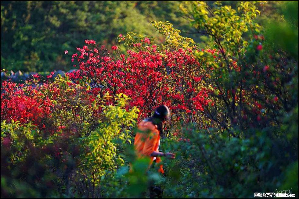 【春天，广西桂林灌阳县向您发出邀请！】春木界上映山红 - 游山玩水 - 昭通生活社区 - 昭通28生活网 zt.28life.net