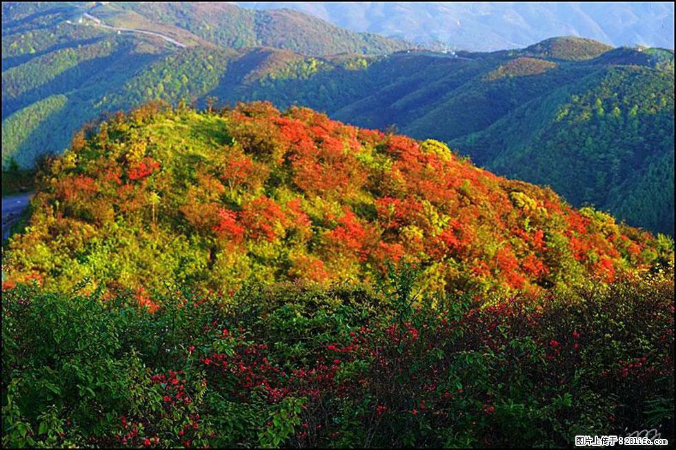 【春天，广西桂林灌阳县向您发出邀请！】春木界上映山红 - 游山玩水 - 昭通生活社区 - 昭通28生活网 zt.28life.net