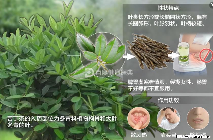 苦丁茶有哪些功效和作用 - 生活百科 - 昭通生活社区 - 昭通28生活网 zt.28life.net