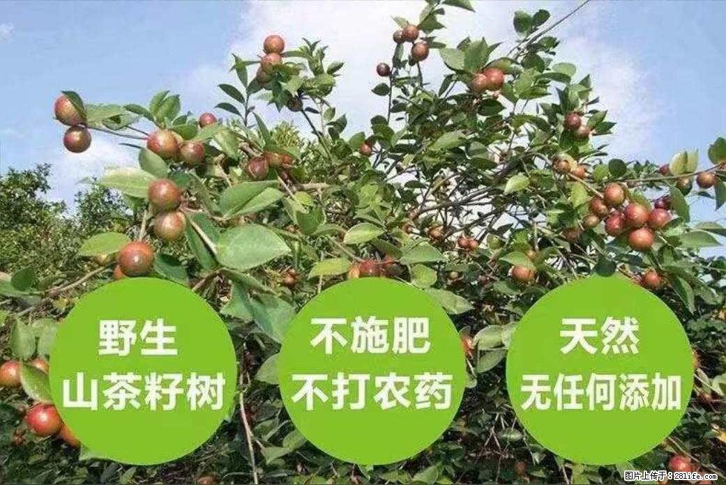 【灌阳县油茶产业示范区】一个有着充实的精神生活的人，对待身外之物自会有一种淡泊的态度 - 土特产 - 饮食特产 - 昭通分类信息 - 昭通28生活网 zt.28life.net