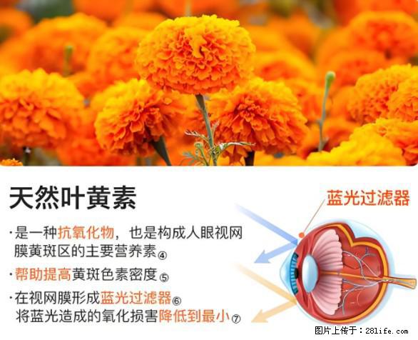 叶黄素有什么功效和作用 - 生活百科 - 昭通生活社区 - 昭通28生活网 zt.28life.net
