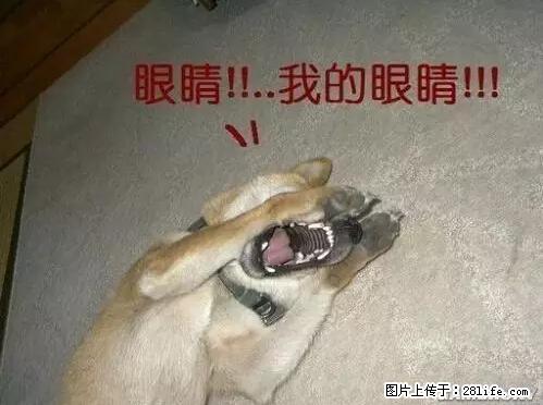 笑癫了！一女的怀孕三年未生，他终于忍不住了... - 娱乐八卦 - 昭通生活社区 - 昭通28生活网 zt.28life.net