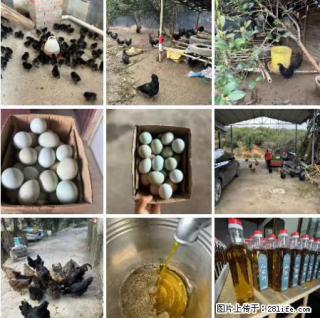 油茶园从小鸡仔开始养起的纯土鸡、土鸡蛋可以预定啦！还有前几天刚榨的纯山茶油哦 - 昭通28生活网 zt.28life.net