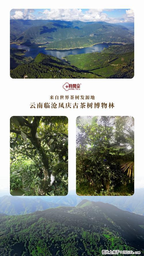 时间果百年古树2025年春红茶 - 购物交流 - 昭通生活社区 - 昭通28生活网 zt.28life.net