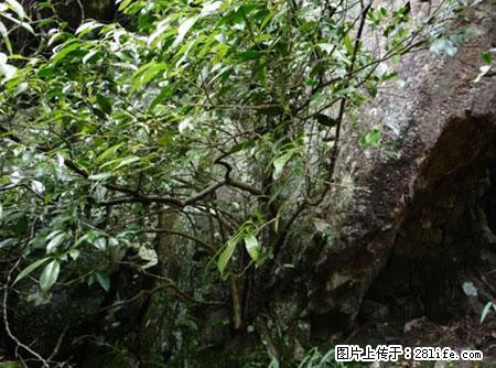 平乐石崖茶，珍贵仅次于金花茶 - 昭通生活资讯 - 昭通28生活网 zt.28life.net