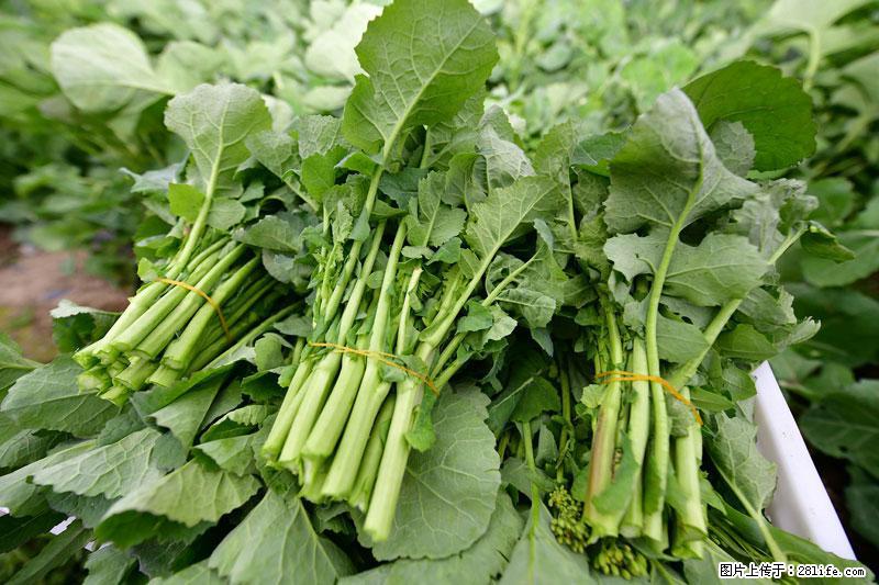 这些蔬菜是“天然钙片”，这6种被医生重点推荐 - 昭通生活资讯 - 昭通28生活网 zt.28life.net